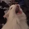 :cat_scream: